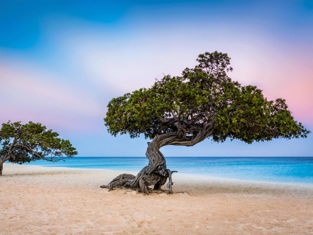 Eagle Beach with white sand and turquoise water in Aruba