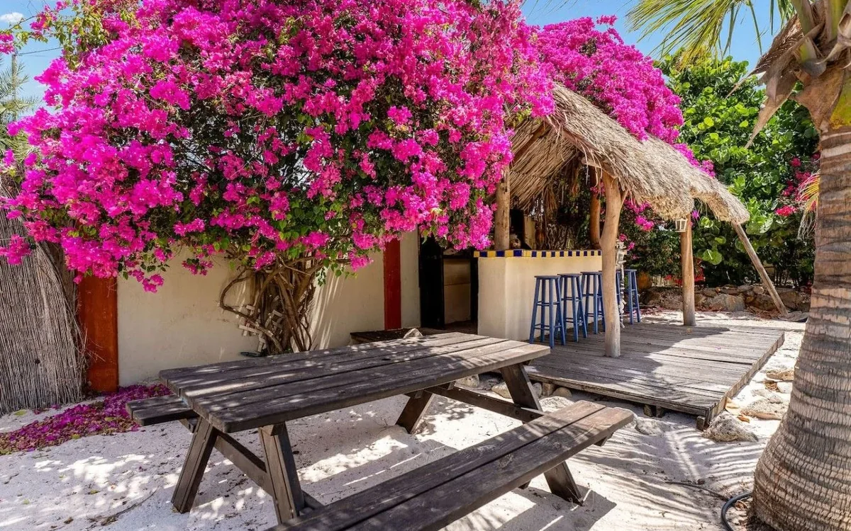 Magenta Bougainvillea flowering beside the outdoor bar at Villa Nirvana Aruba