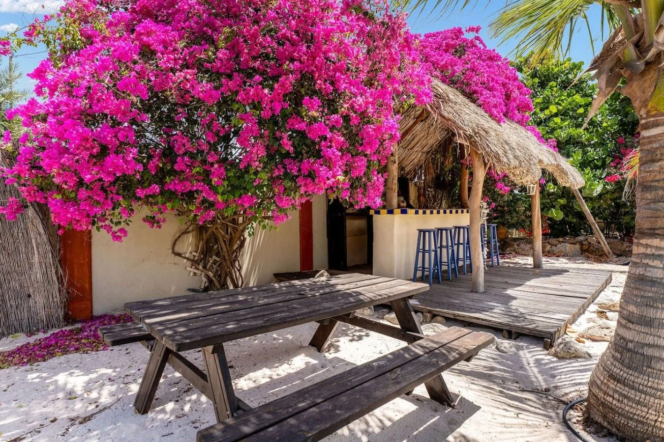 Magenta Bougainvillea flowering beside the outdoor bar at Villa Nirvana Aruba
